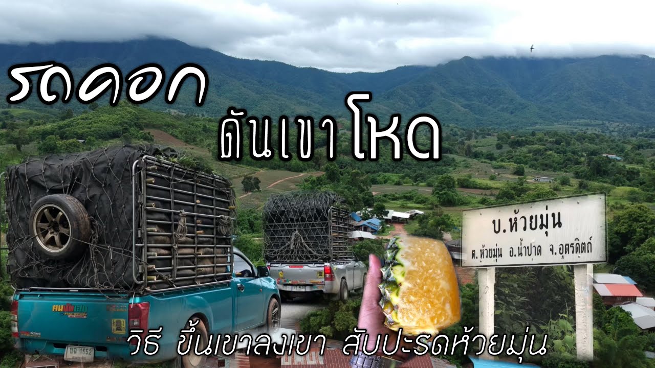 #รถคอกดันเขา ขึ้นงานสับปะรดห้วยมุ่น
บอกได้เลยว่าโหดจัด ดันสุดๆ
#เขาโหดสับปะรดห้วยมุ่น