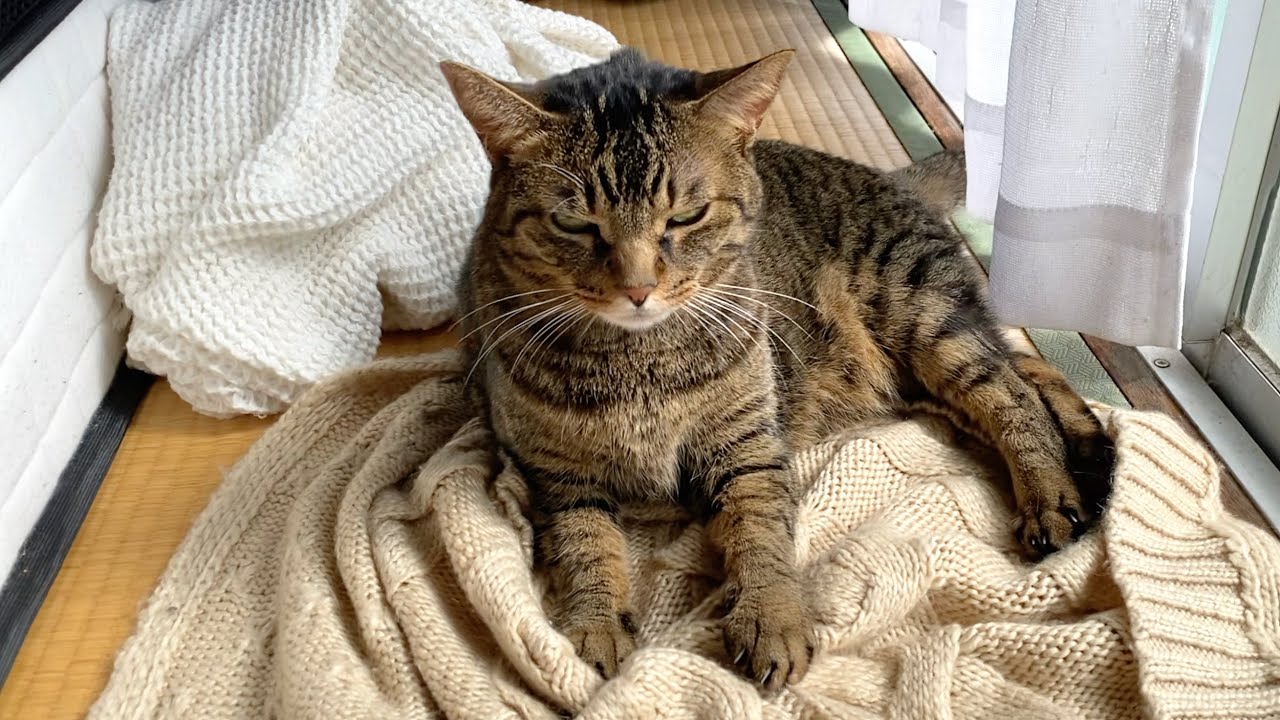 前世の殺し屋だった頃の記憶を持っている猫...