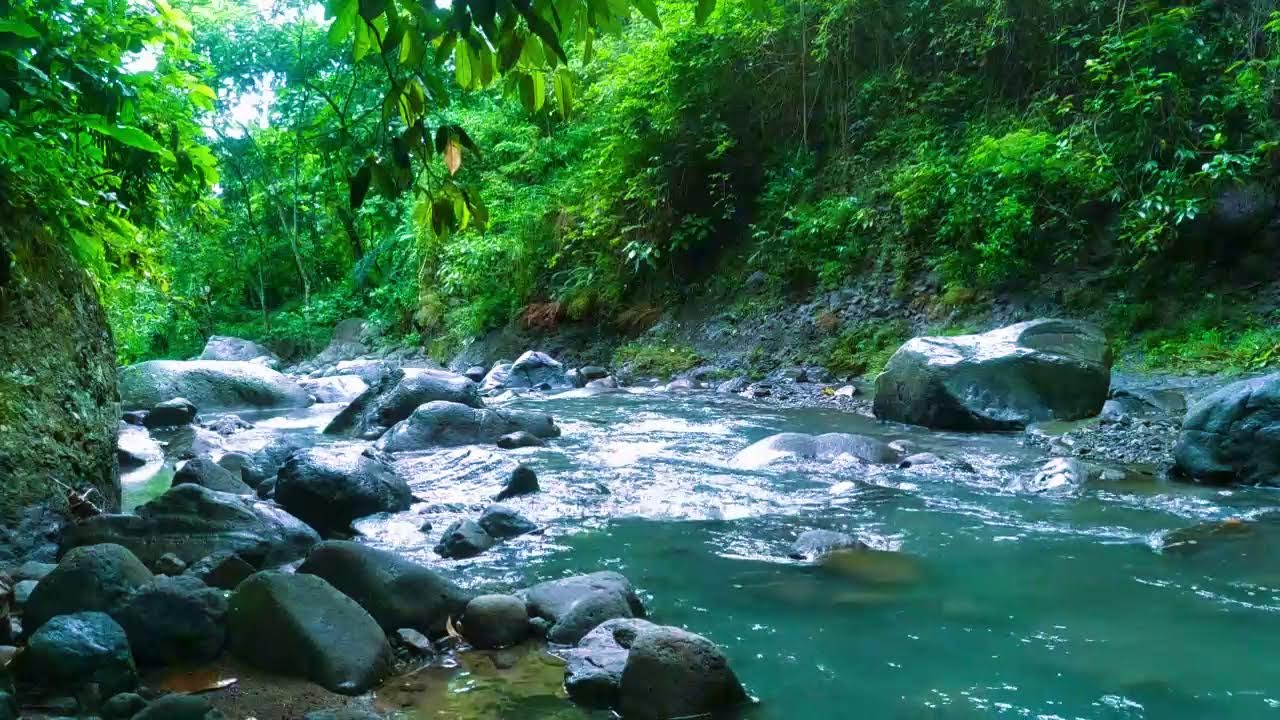 Gentle Natural Melodies, Forest Stream Sounds with Birds Singing Softly, Peaceful Nature Ambience