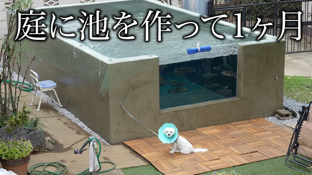 【完成から１ヶ月】庭に池を作ったら最高すぎた