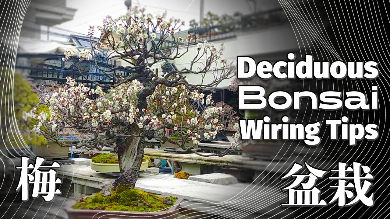 Hard Lessons Learned Wiring Old Deciduous Bonsai