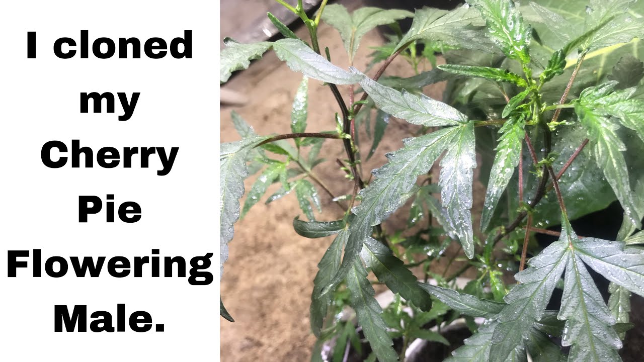 Strain Hunter 101 Cherry Pie Cloning (English Subbed)