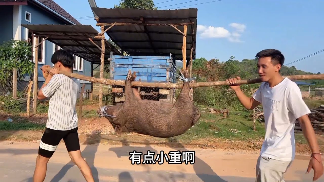 中国女婿花460万老币给老丈人买猪，媳妇发脾气：刚取的钱又没了 #老挝媳妇 #千万生活