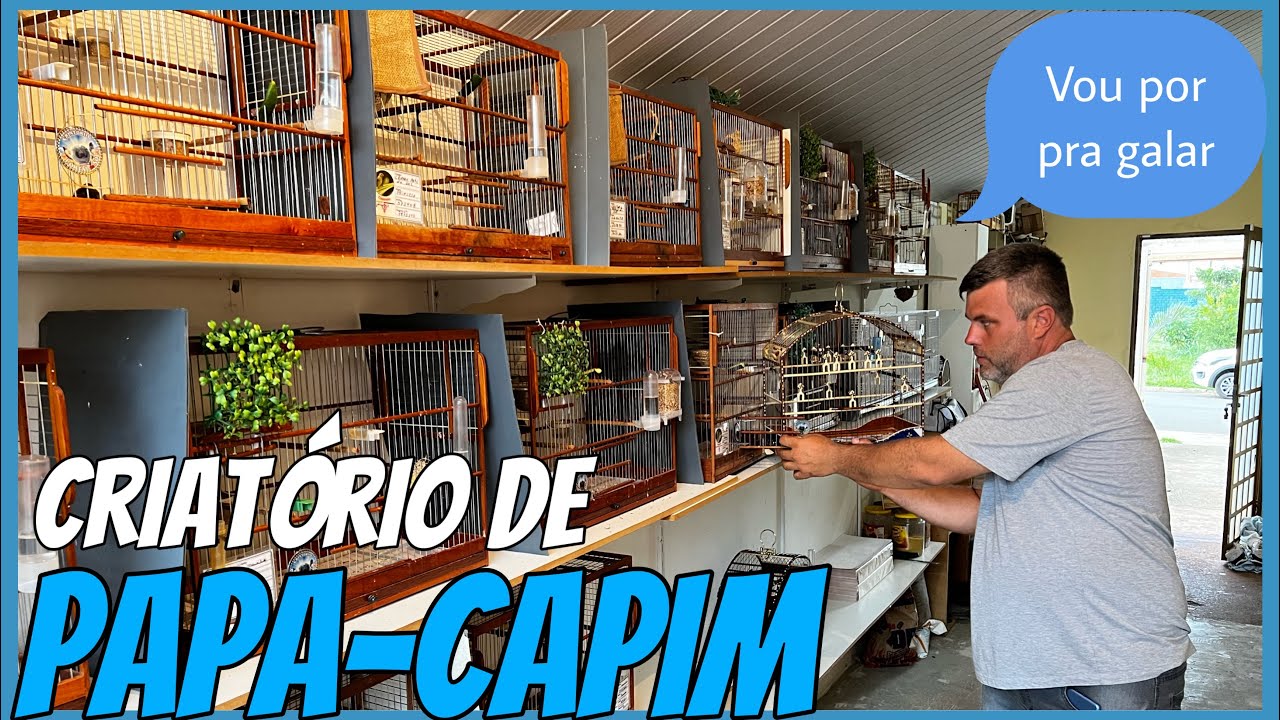 CRIATÓRIO COLEIRO BAIANO PAPA-CAPIM PEITO  BRANCO BICO CHUMBO