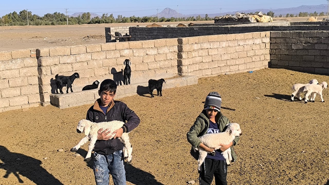 **Pure rural moments — children playing with little goats in the village.**