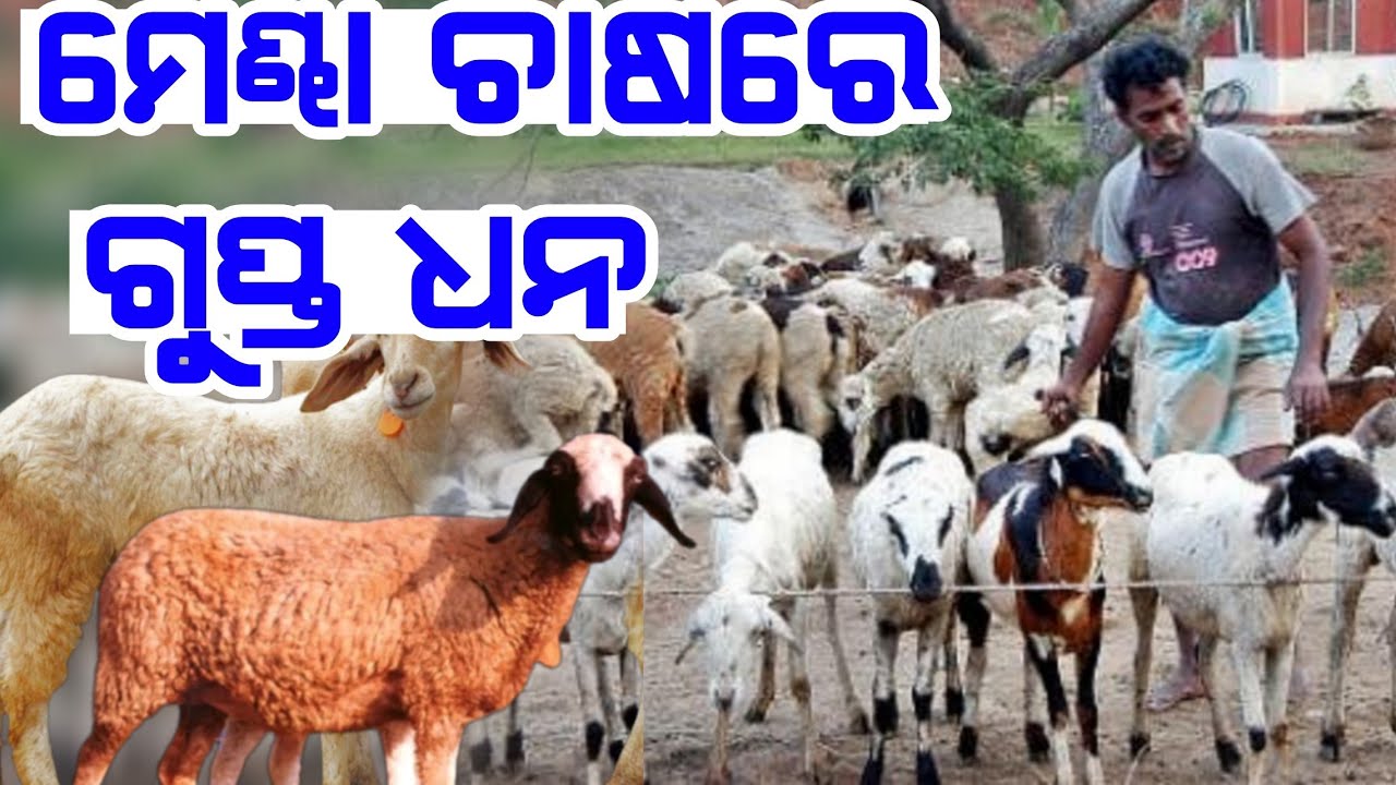 Mendha Sheep Farming low investment heavy profit full details in Odia plans marketing explained