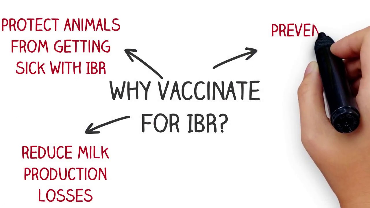 IBR Made Simple - The Rispoval Yearly IBR programme