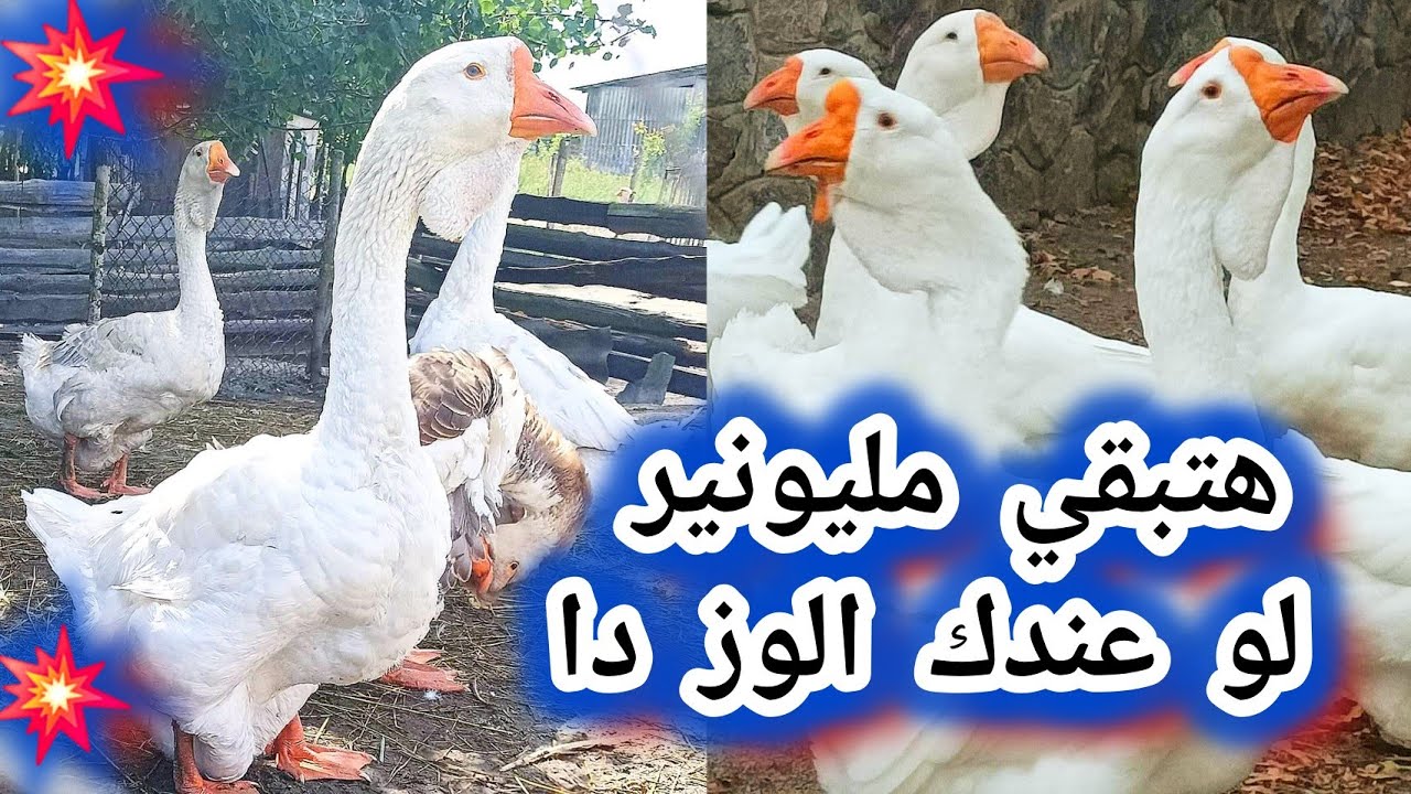 مشروع تربية الاوز الأوروبي دراسه جدوى كامله للمشروع للمبتدئين ارباح عاليه بعد 120 يوم فقط