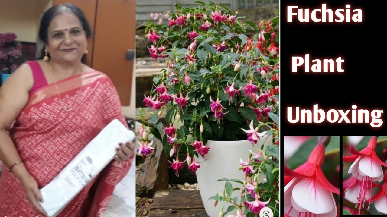 Fuchsia Plant Unboxing/Finally Fuchsia plant arrived/ Dancing Doll