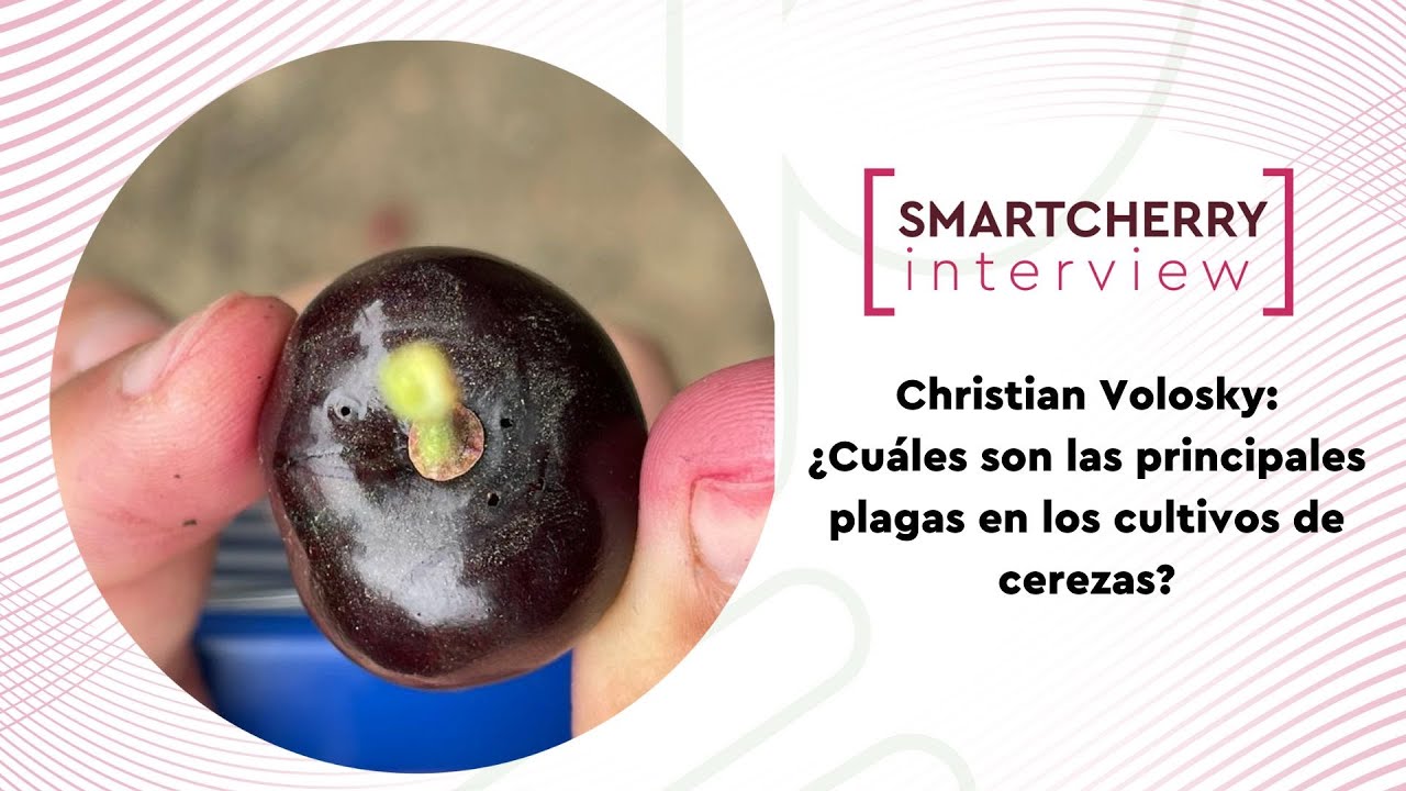 ¿Cuáles son las principales plagas en los cultivos de cerezas?