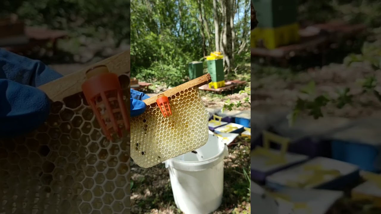 Mise en route des nucléi kieler