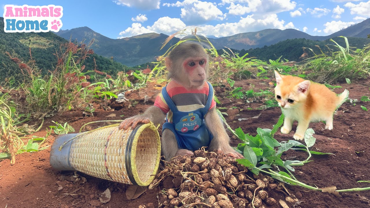 Farmer Obi harvest peanut kittens to eat