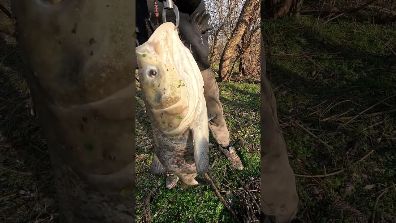 Fitofag captură de 7+ kilograme #pescuit #fishing #4k #spinning #arges #februarie #2025 #fitofag
