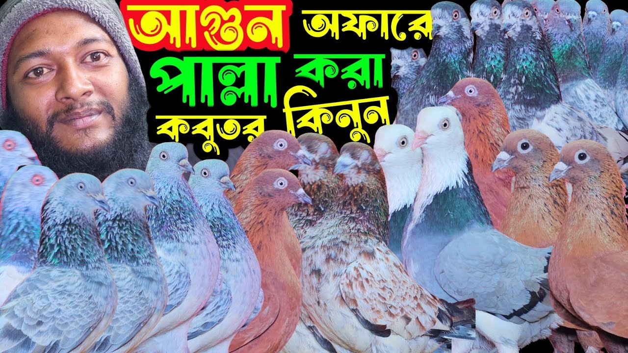 আগুন অফারে পাকিস্তানি টেডি,পাল্লা করা হাইফ্লায়ার গিরিবাজ কবুতর কিনুন | বাকবাকুম পায়রা | Pigeon |