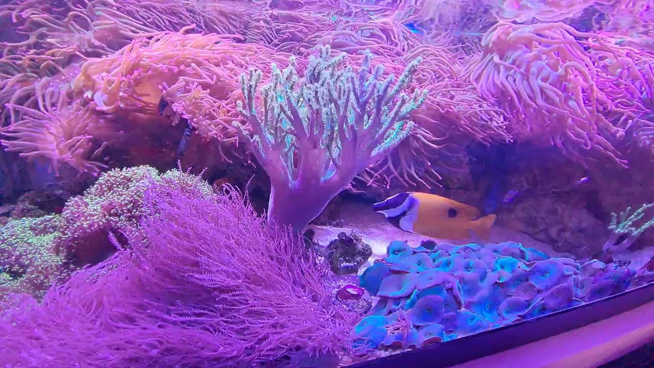 3 Minutes of Coral #aquarium 