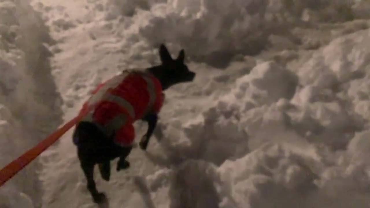 More Slo-mo Marlowe in snow