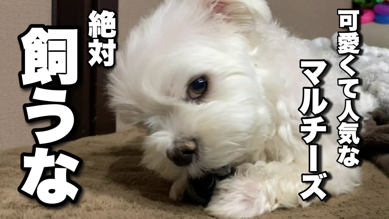 マルチーズは絶対飼うな！飼って大変な事３選。