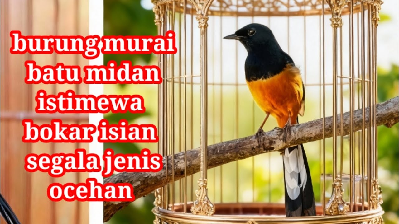 Burung murai batu Medan bongkar isian dahsat buat pancingan burung kontes