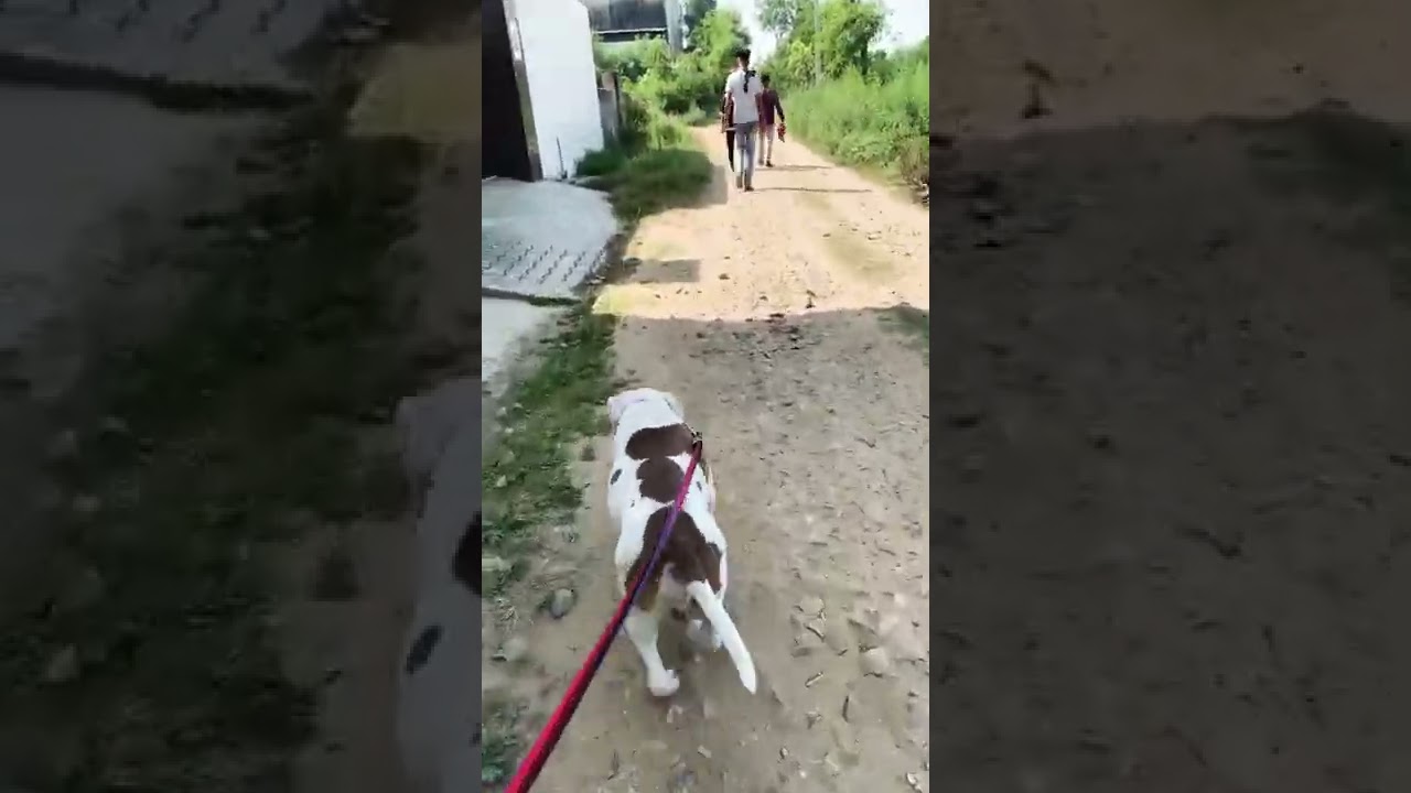 Pitbull dog attack on stranger people😨#dog #dogslover #pitbull #dogo #attack