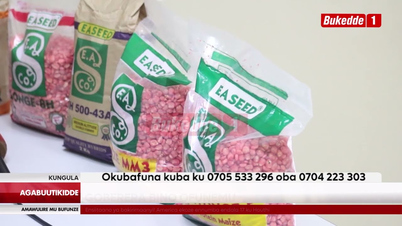 Agabuutikidde yiino engeri y'okusimbamu Kasooli