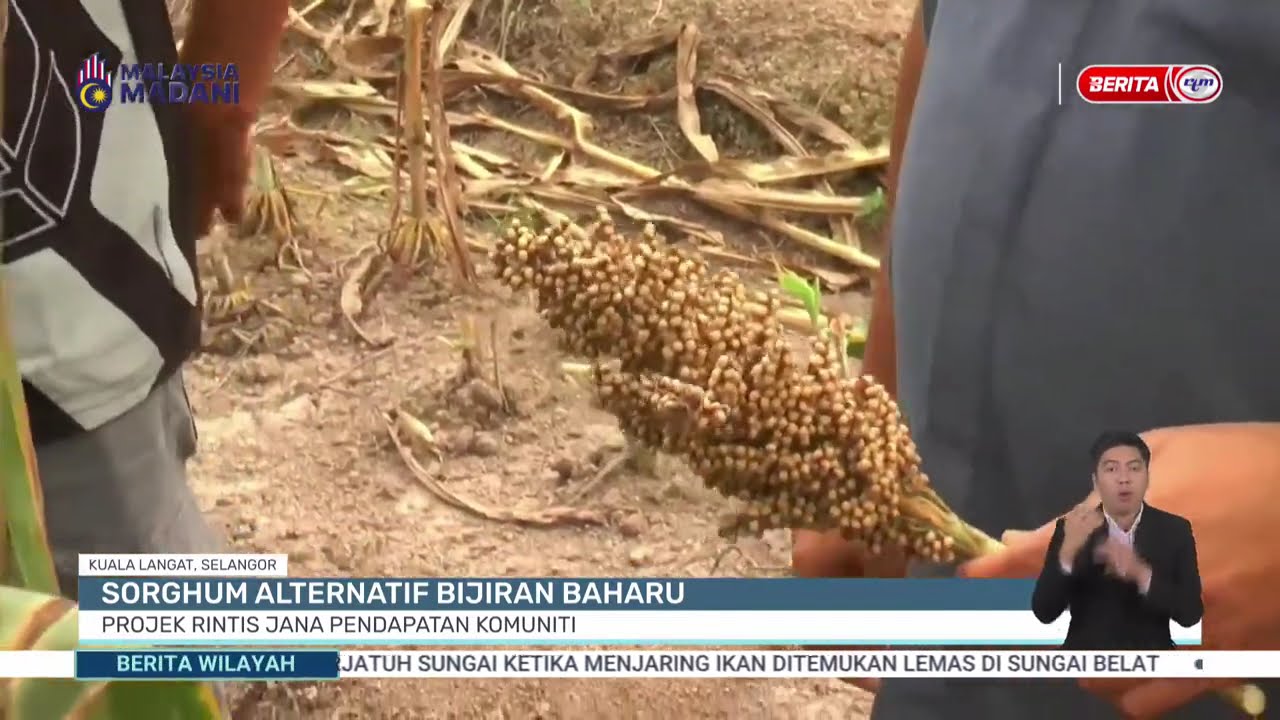 3 MAC 2026 - B.WILAYAH - SORGHUM ALTERNATIF BIJIRAN BAHARU: PROJEK RINTIS JANA PENDAPATAN KOMUNITI