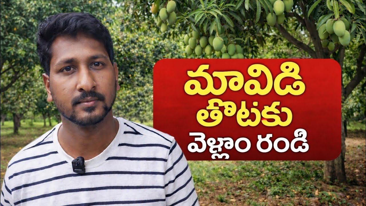Mango farm tour