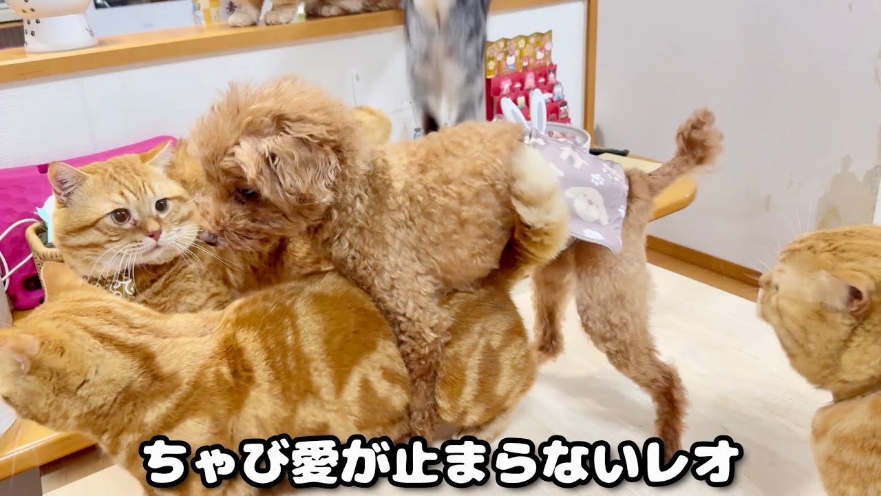ちゃびくん愛が止められないレオくん（♂）