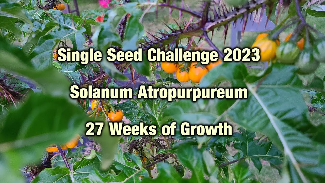 Single Seed Challenge 2023 - 27 Weeks