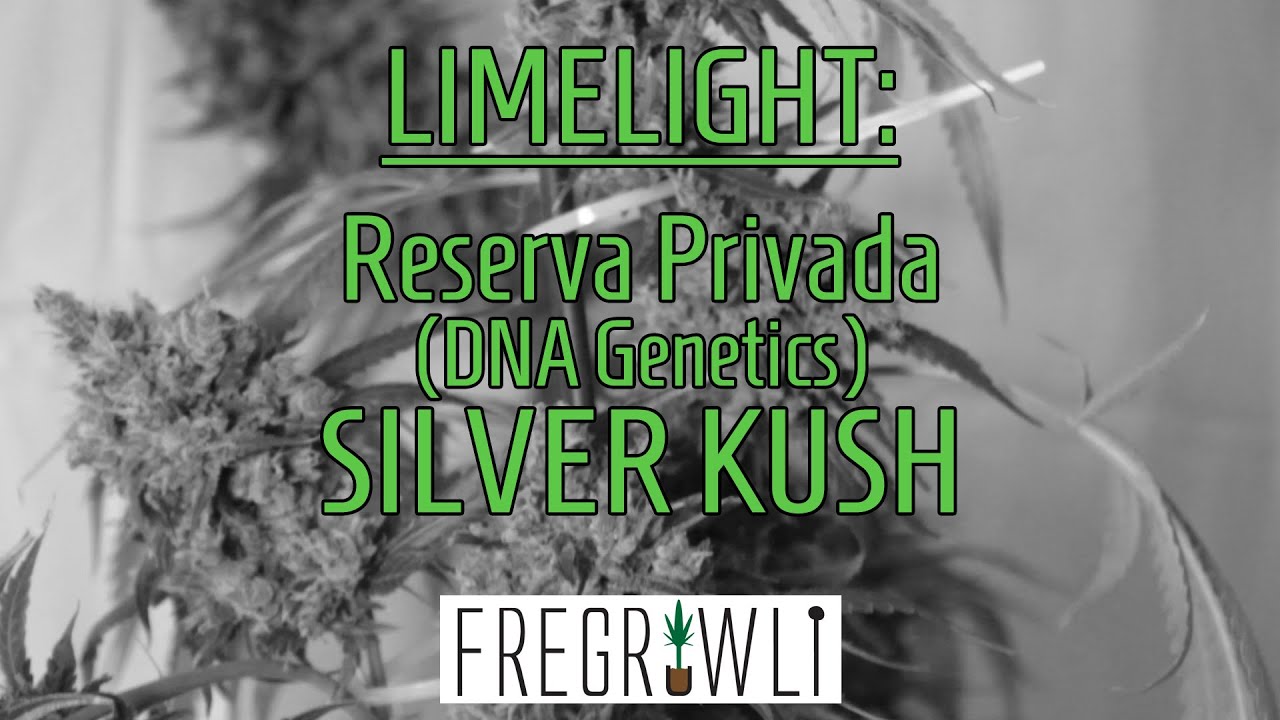 Limelight: Reserva Privada Silver Kush (DNA Genetics) - Pre harvest
