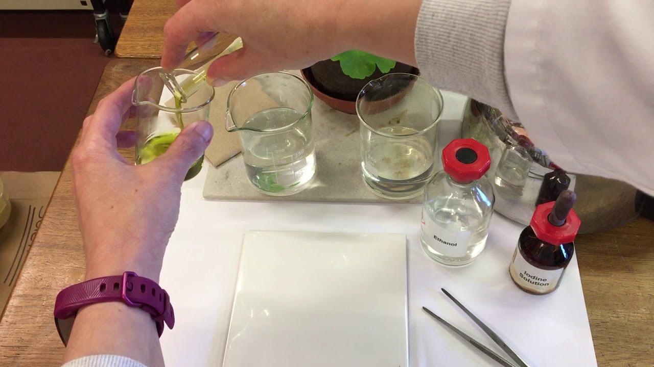 Testing a leaf for starch