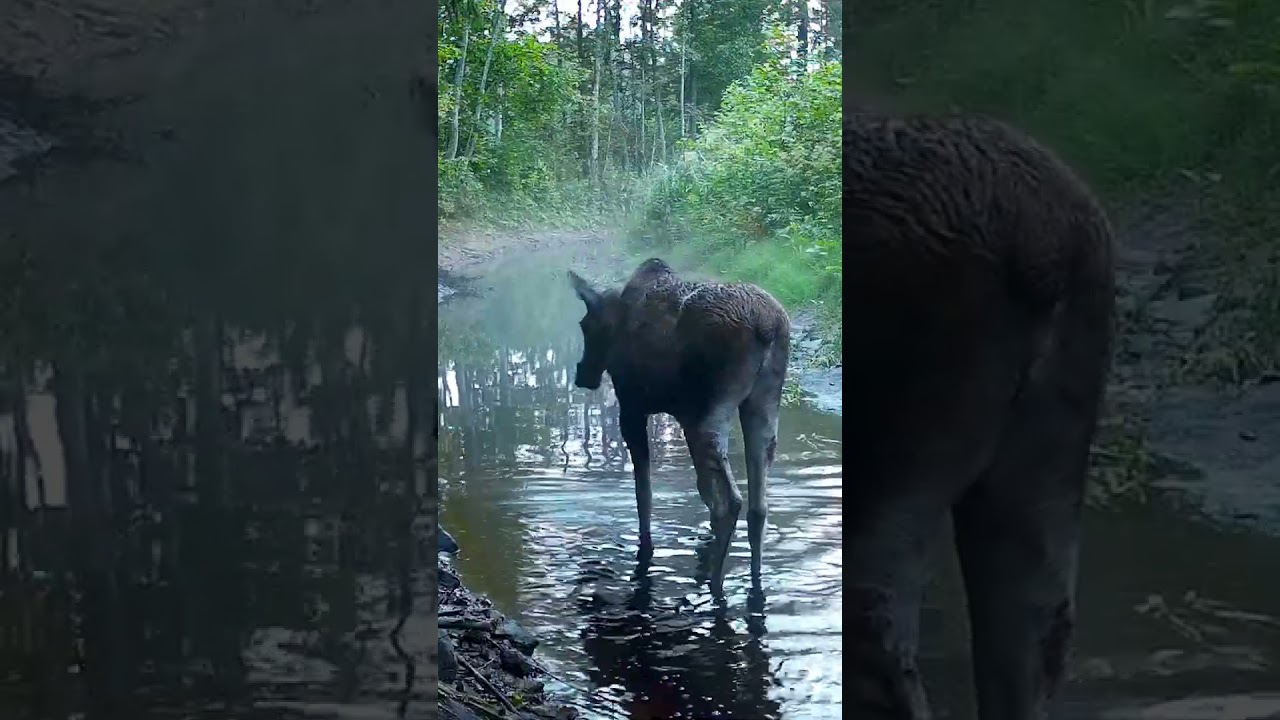 P&otilde;der | European moose (Alces alces) #wildlife #trailcam #naturelovers #wildanimals #trailcamera