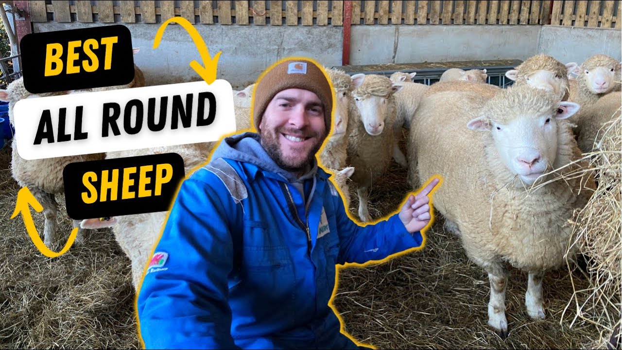 Is this the best all round sheep for meat & wool!? The Poll Dorset!