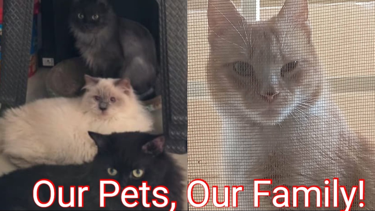 НАШИ ПИТОМЦЫ – НАША СЕМЬЯ! @BRIGUERA VLOGZ