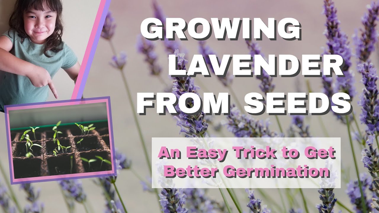 EasyTrick For Growing Lavender From Seeds