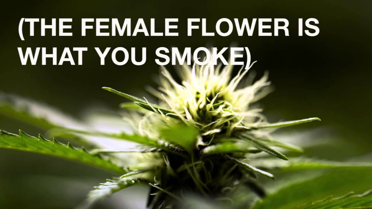 Should I grow marijuana from seed or clone? | Growing &lsquo;Grass&rsquo; (Part 2)