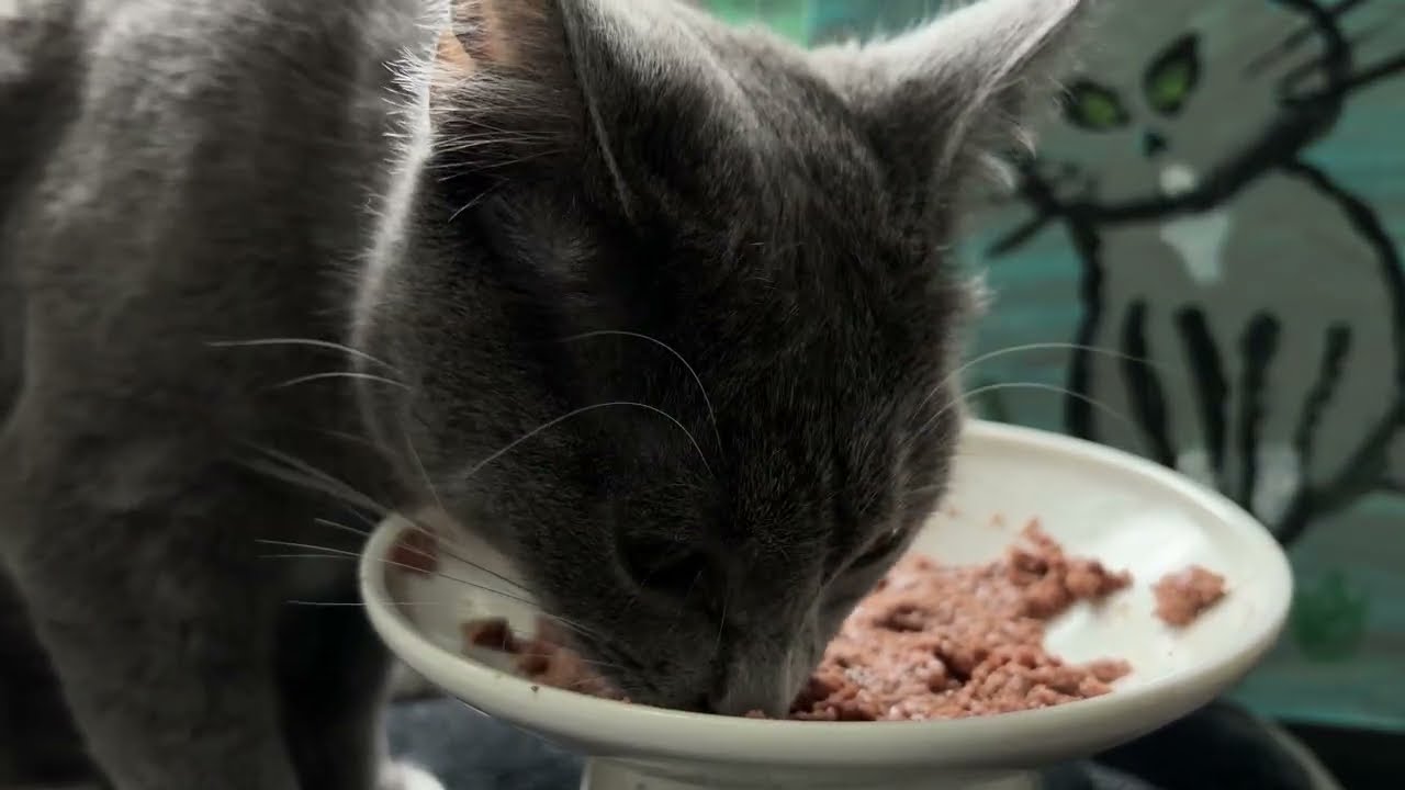 CAT ASMR | Cosmo the gray kitten eating pate | Eating licking sounds | Real rain sound in the bg