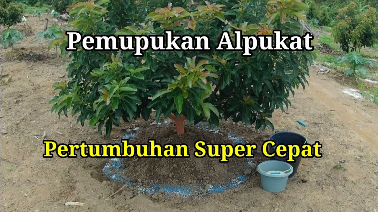 Pemupukan Alpukat, Pertumbuhan Super Cepat / Avocado Fertilization