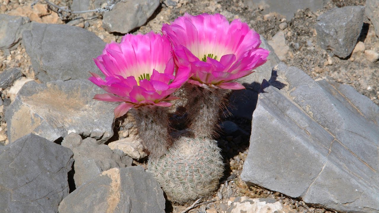 Echinocereus in Habitat - Echinocereus primolanatus in Bloom in Coahuila