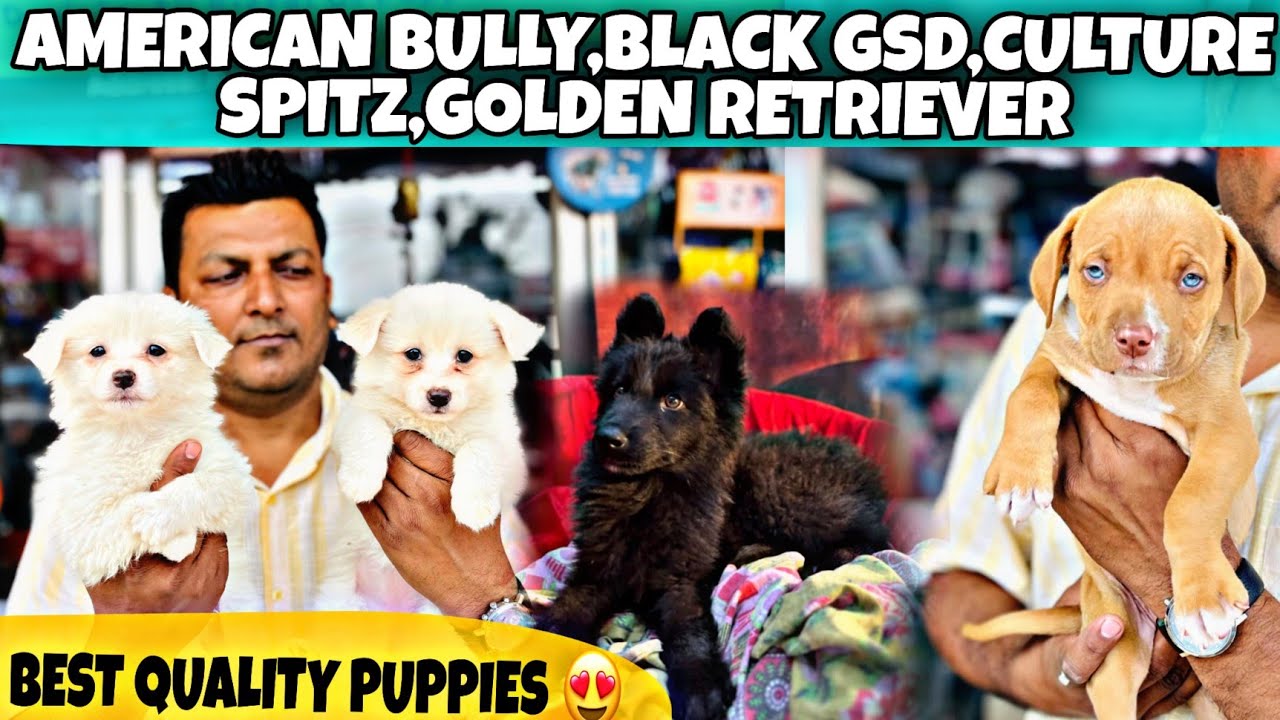 Best Quality Puppies in Guwahati 😍 Assam | American Bully ,Black GSD,Culture Spitz,Golden Retriever 