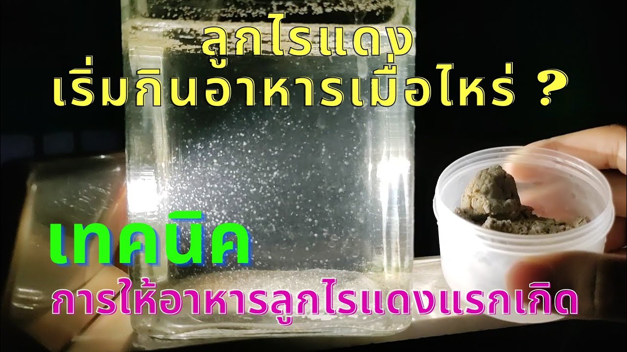 ลูกไรแดงกินอะไรและการให้อาหารลูกไรแดงมื้อแรก โดย @PlakadThai