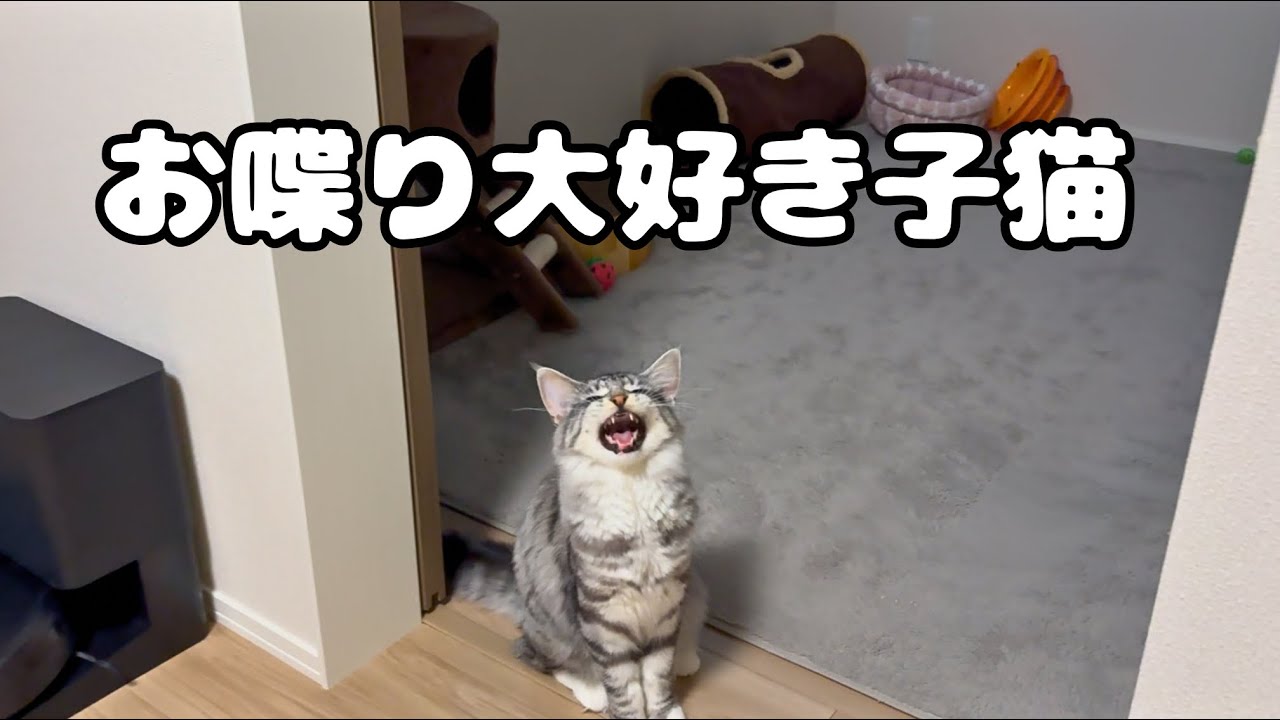 わが家に来て4ヶ月！おしゃべり大好き子猫に育ちました
