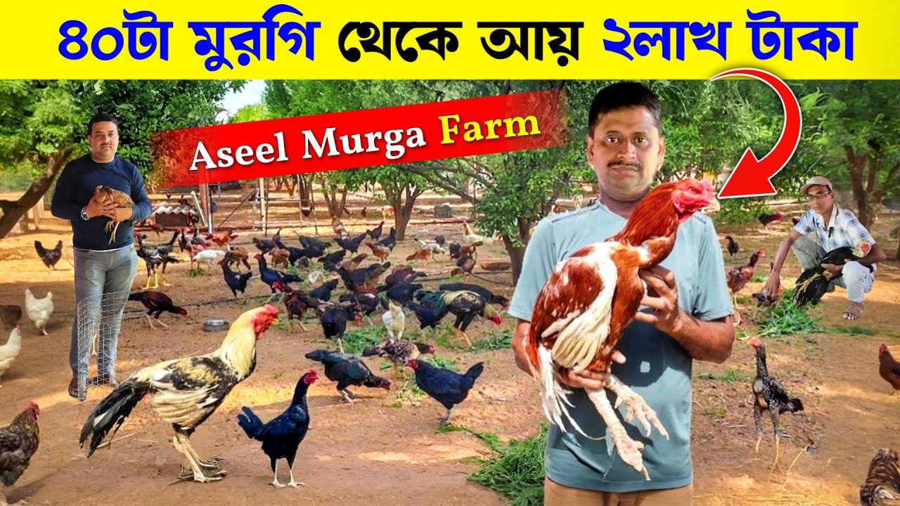 40 টা আসিল মুরগি পুষে আয় করলাম 2 লাখ 40000 টাকা | Aseel Murga | Asil Chicken | Flyer Exotic Aseel