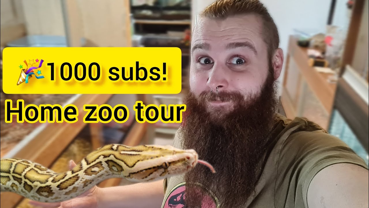 A full tour of every animal in the Reptile Rich household! And we hit 1000 subscribers!!!