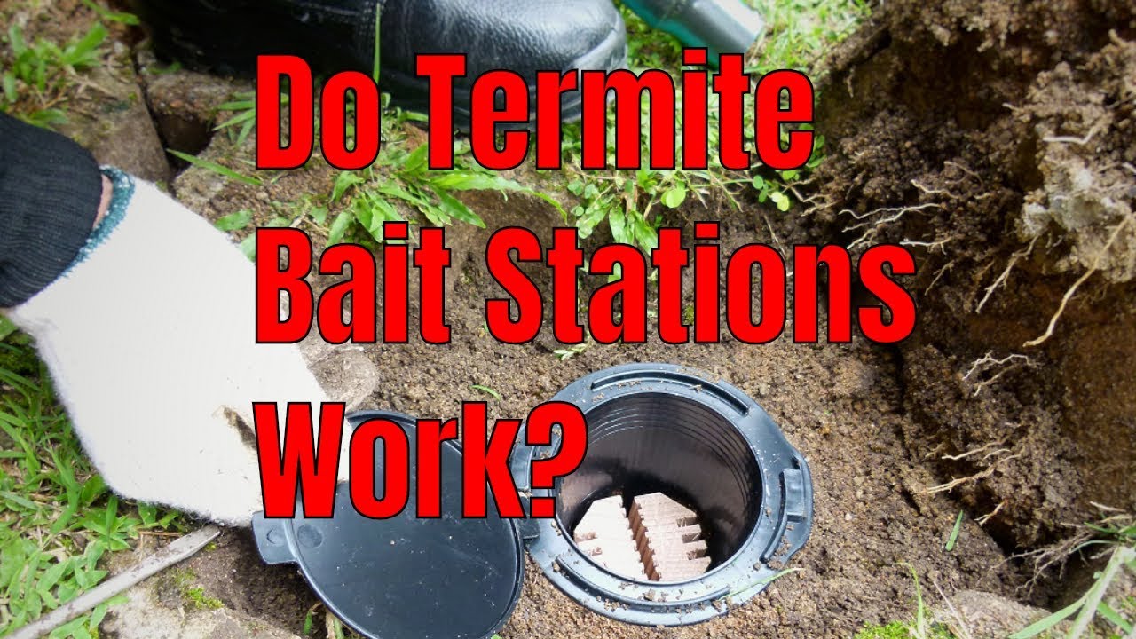 Do Subterranean Termite Bait Stations Work? 🤨