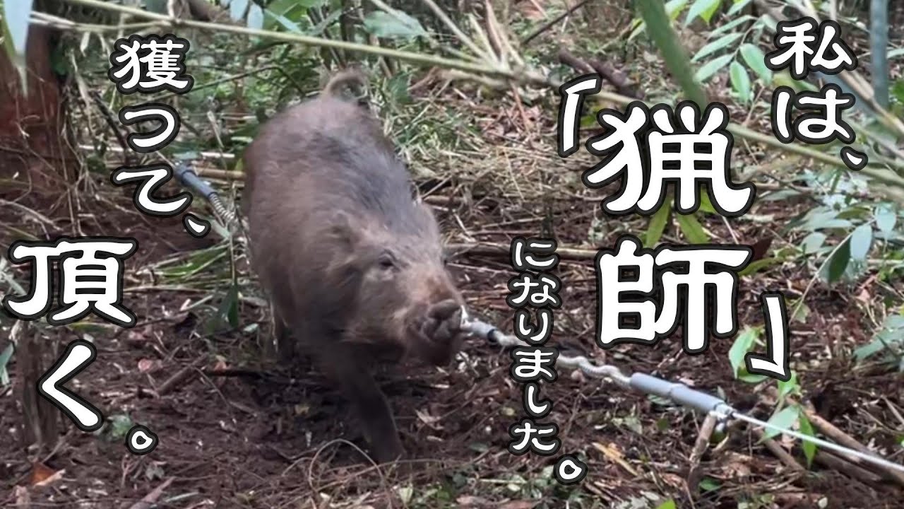 【狩猟生活】くくり罠で捕獲した猪を家族で頂く。