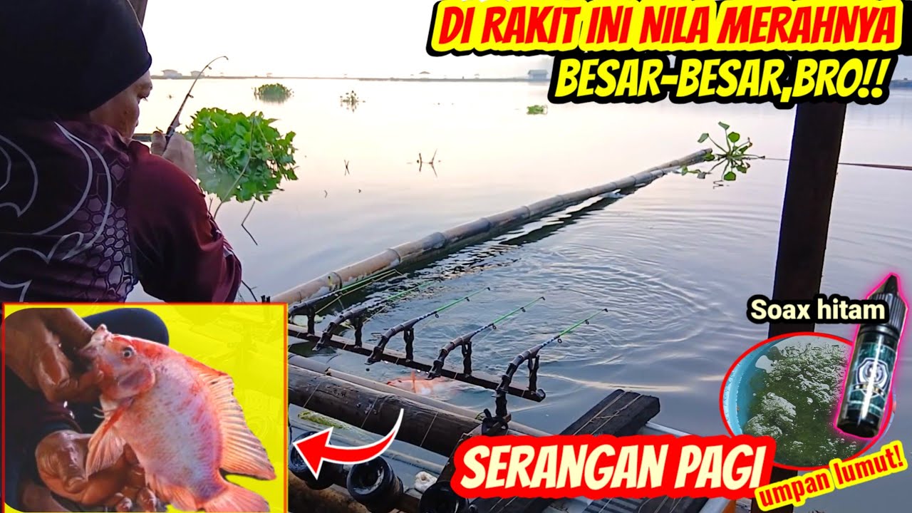 Giliran soax hitam kita tes di rakit Ibah Sangkali || MANCING CIRATA TERBARU