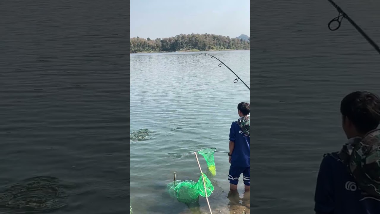 ขออภัยมือใหม่หัดตก ตื่นเต้นไปหน่อย ตัวใหญ่สุดตั้งแต่ตกปลามา นวลจันทร์5.2กิโลกรัม #อ่างเก็บน้ำคลองไพร