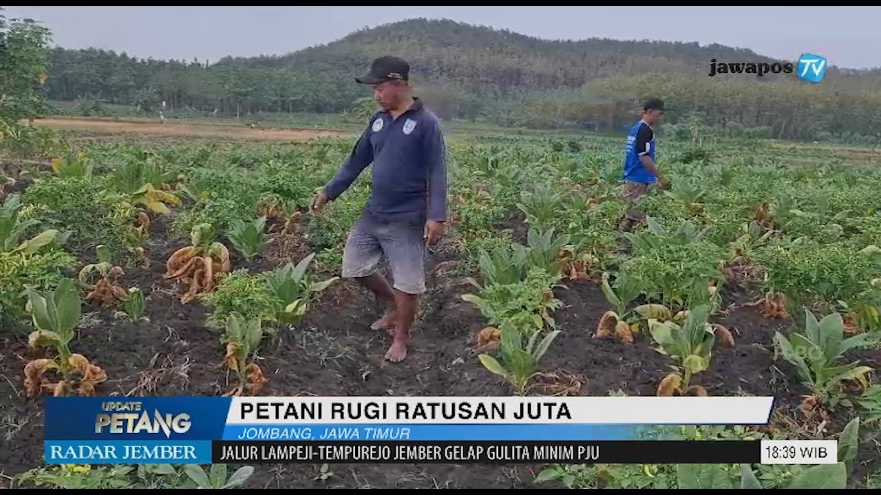 Cuaca Ekstrem, Ratusan Hektar Tembakau Gagal Panen