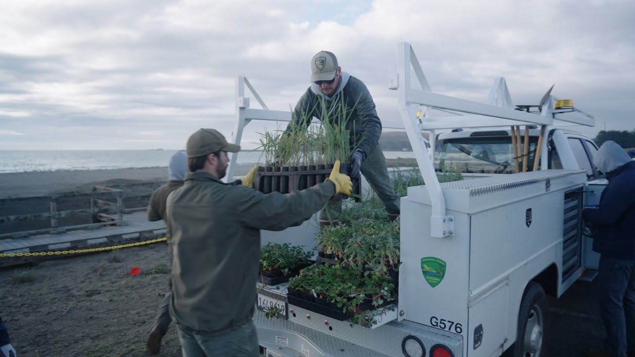 Native Plant Restoration at Sonoma County Regional Parks