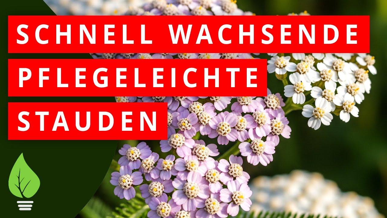 🌼 Diese 11 Stauden wachsen SO schnell, dass Nachbarn denken, du zauberst! 🌿
